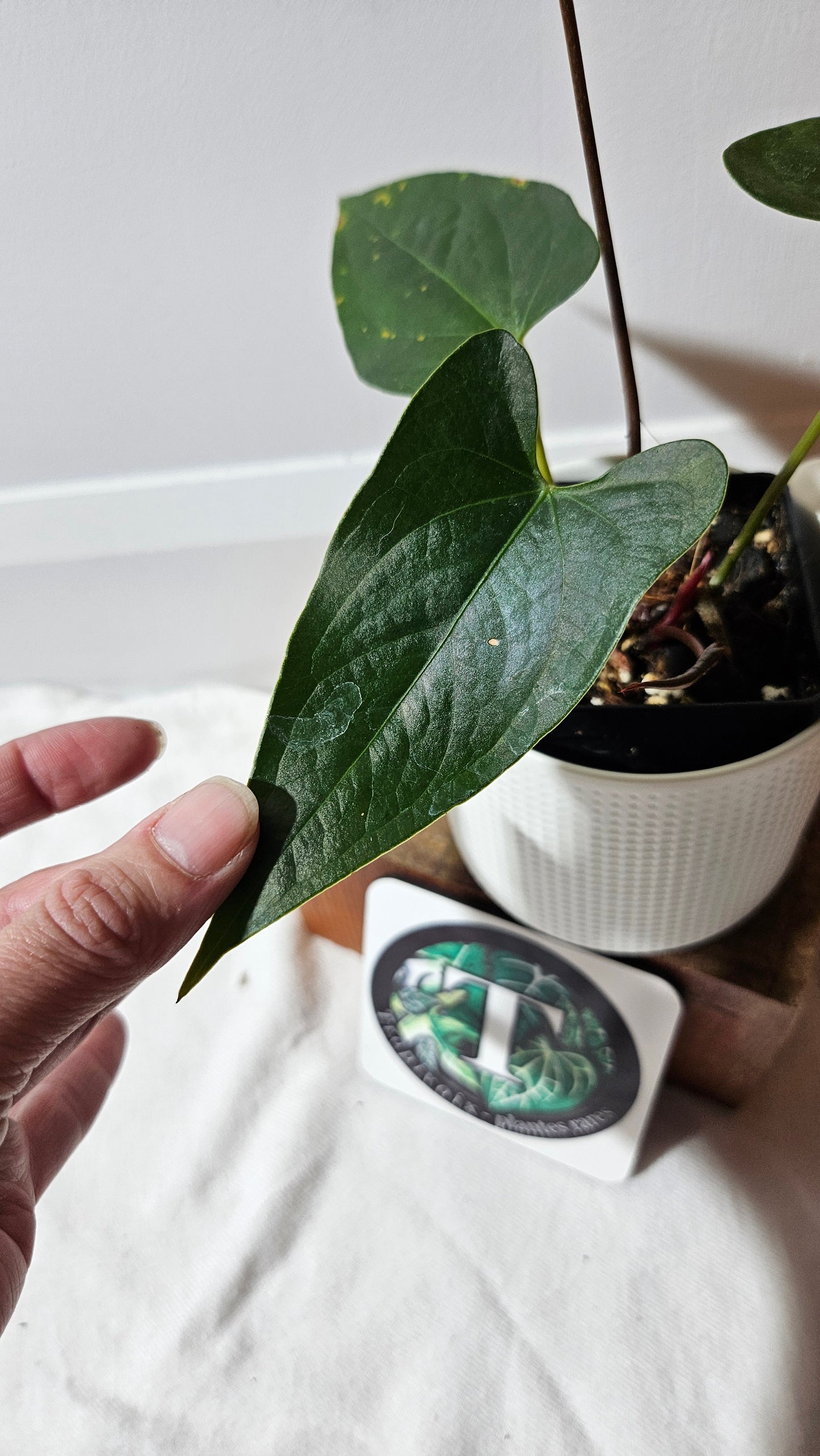 Anthurium Magnificum X AOS X Napo "format MOYEN" (ANT-637)