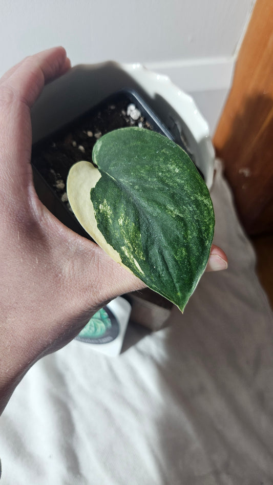 Scindapsus Jade Satin Albo (SCI-927)