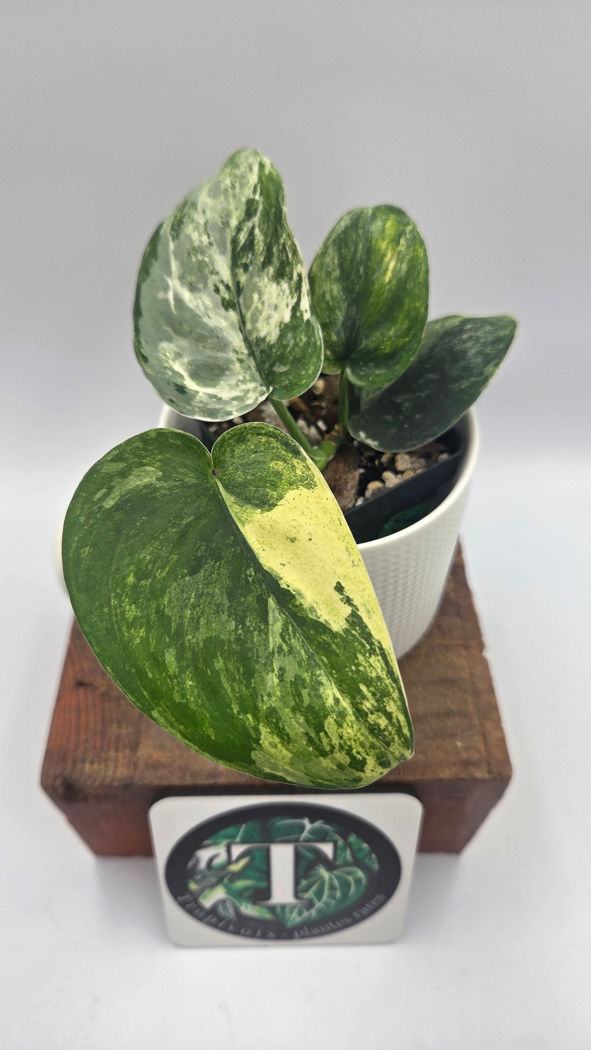 Scindapsus Dark satin Tricolore (SCI-1519)