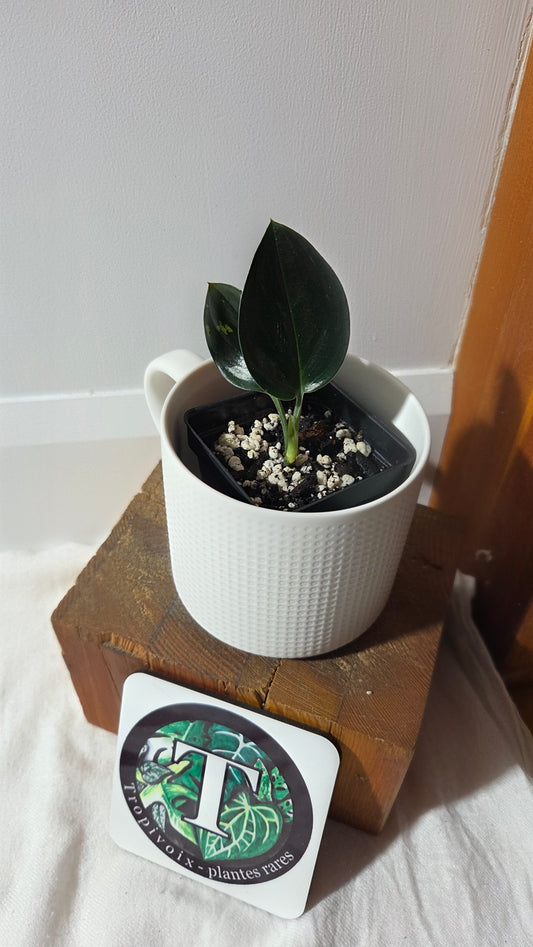 Scindapsus Treubii Dark Form (SCI-1362)