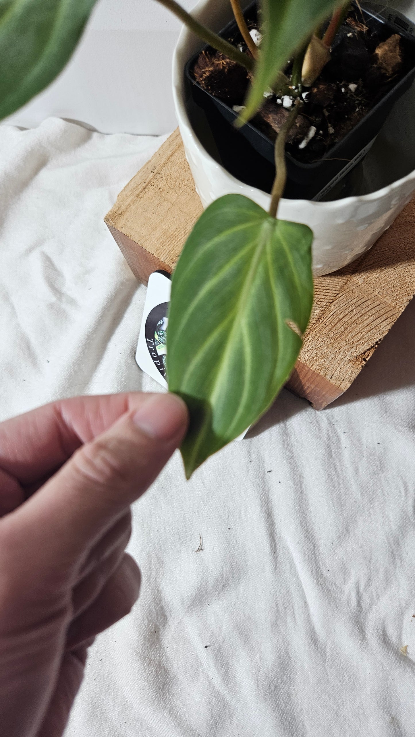 Philodendron Gloriosum White (PHI-675)