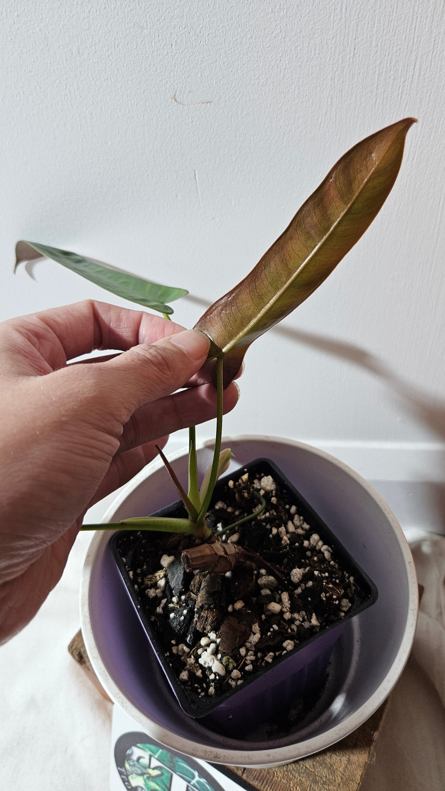 Philodendron Atabenpoense (PHI-943)