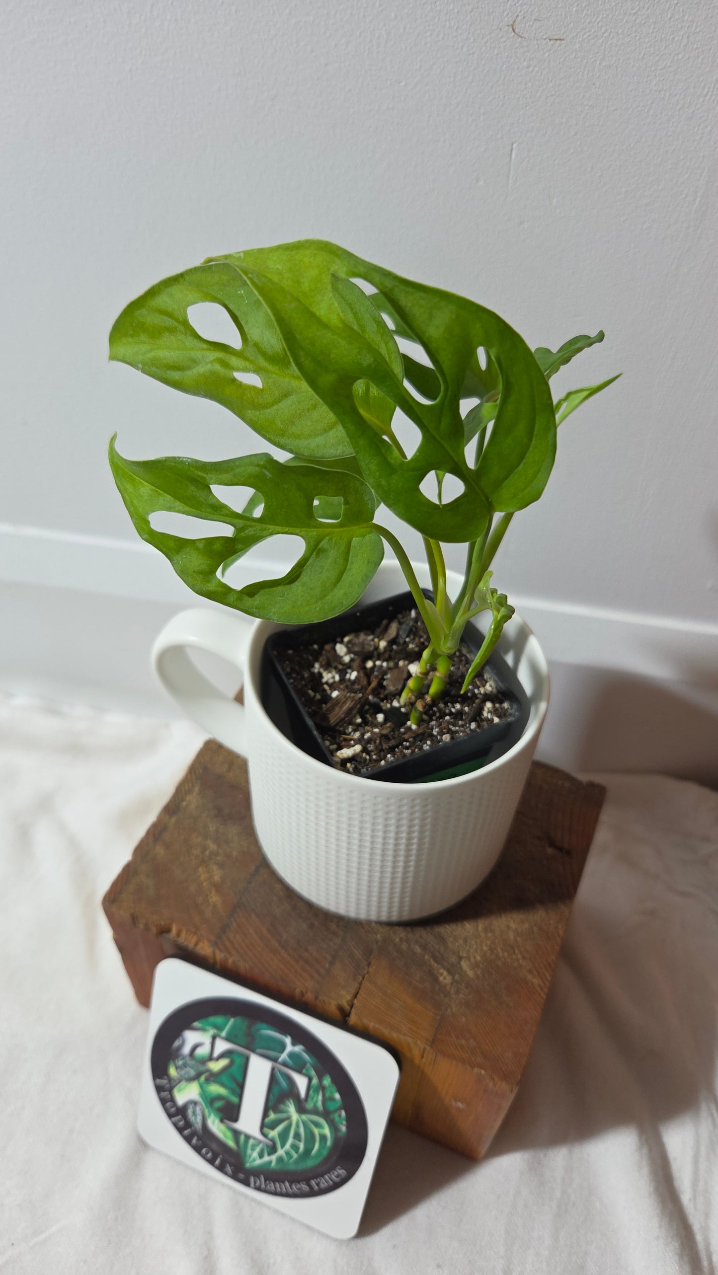 Monstera Obliqua Aff Tena (MON-447)