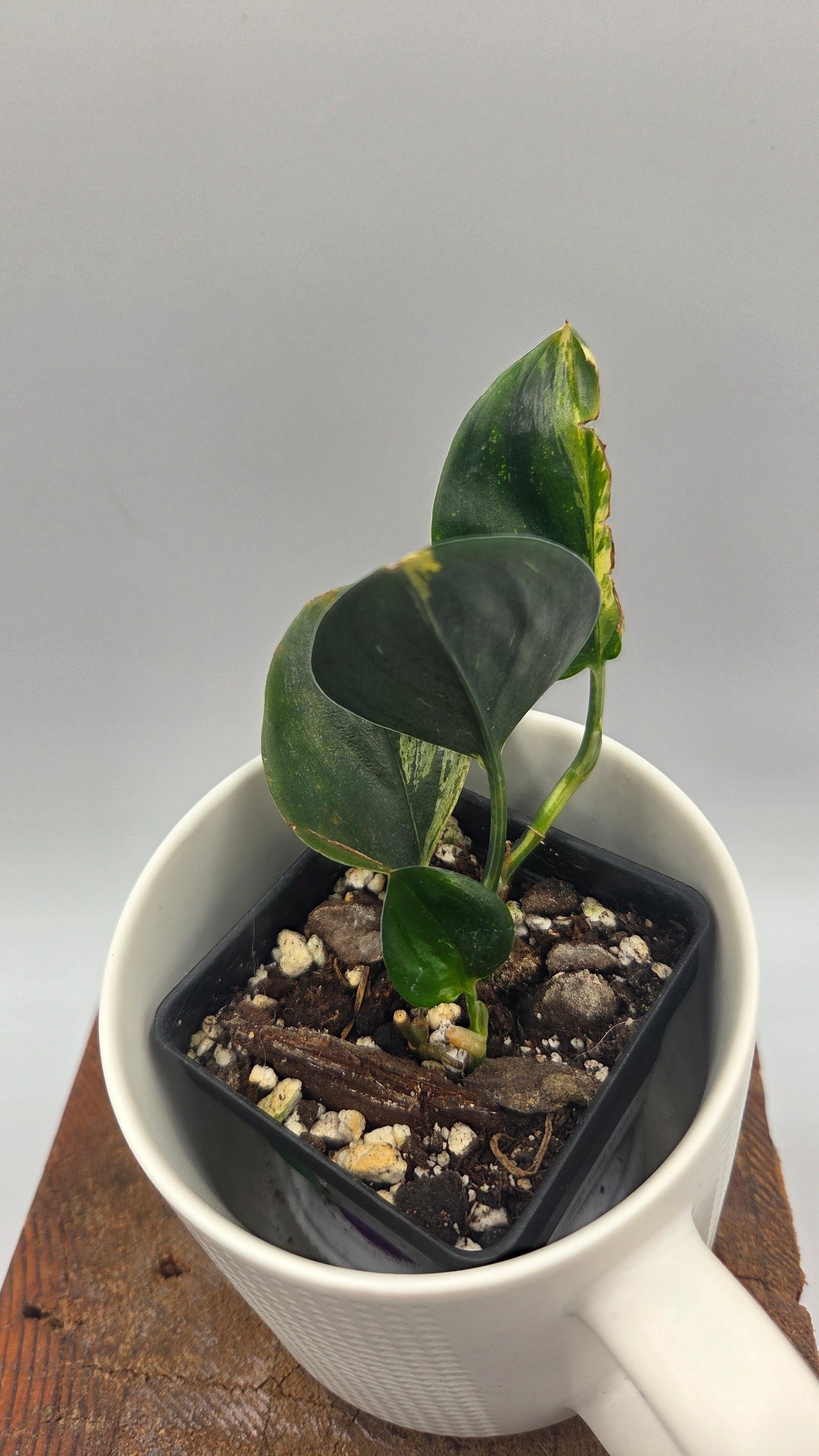 Scindapsus Treubii Dark Form aurea (SCI-1470)