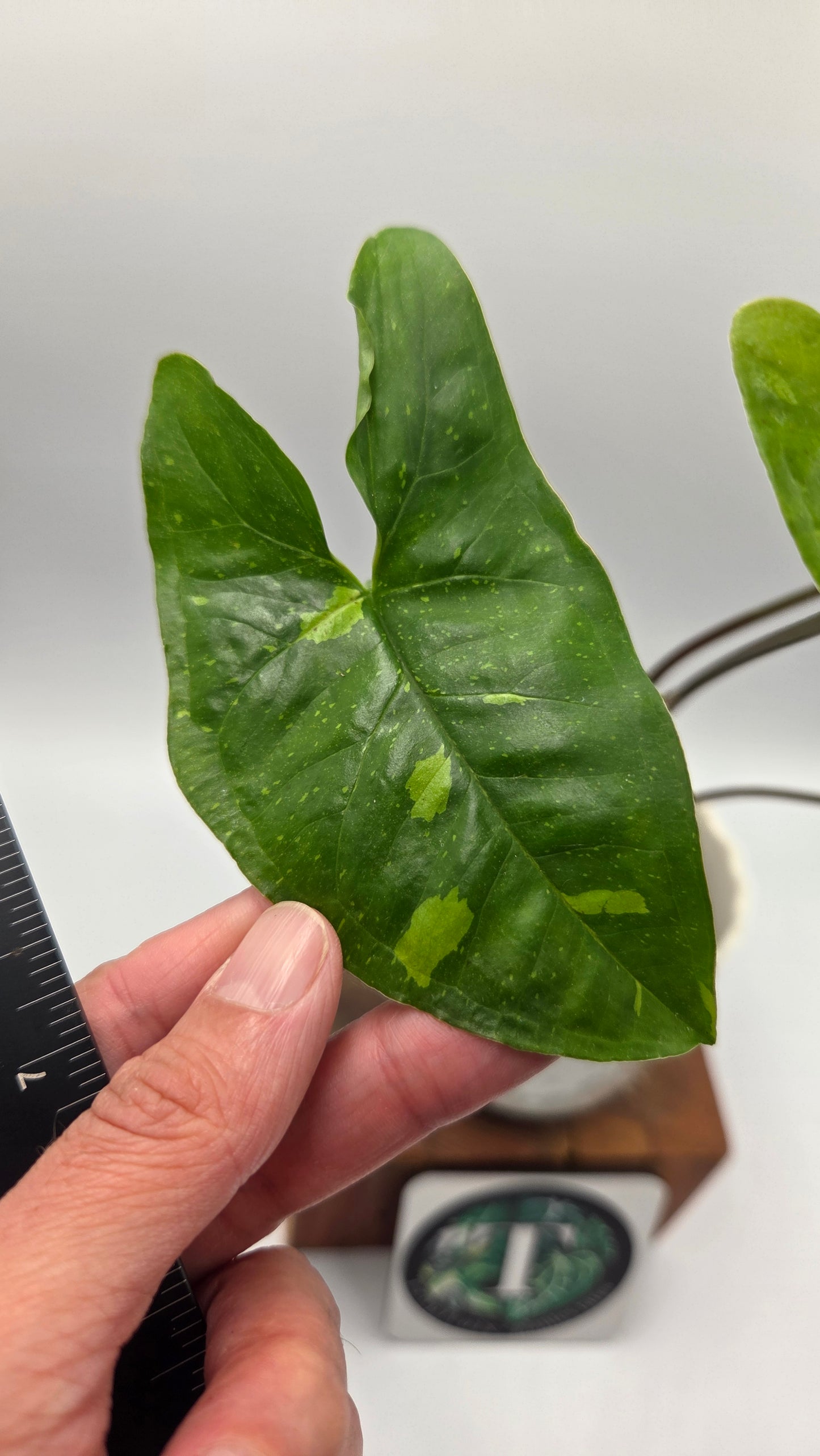 Syngonium Panda/Indo (SYN-502)
