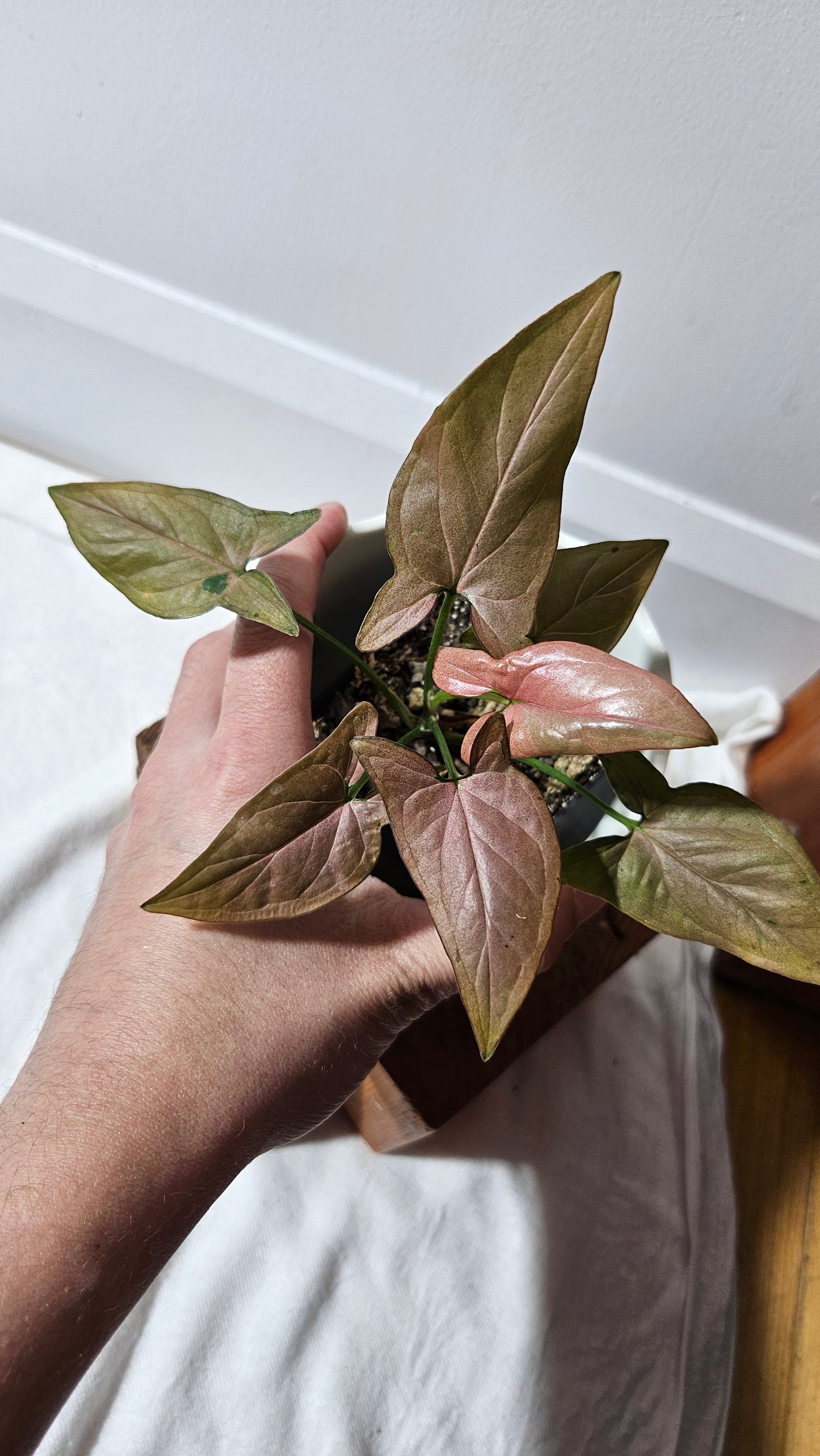 Syngonium Pink Emerald (SYN-438)