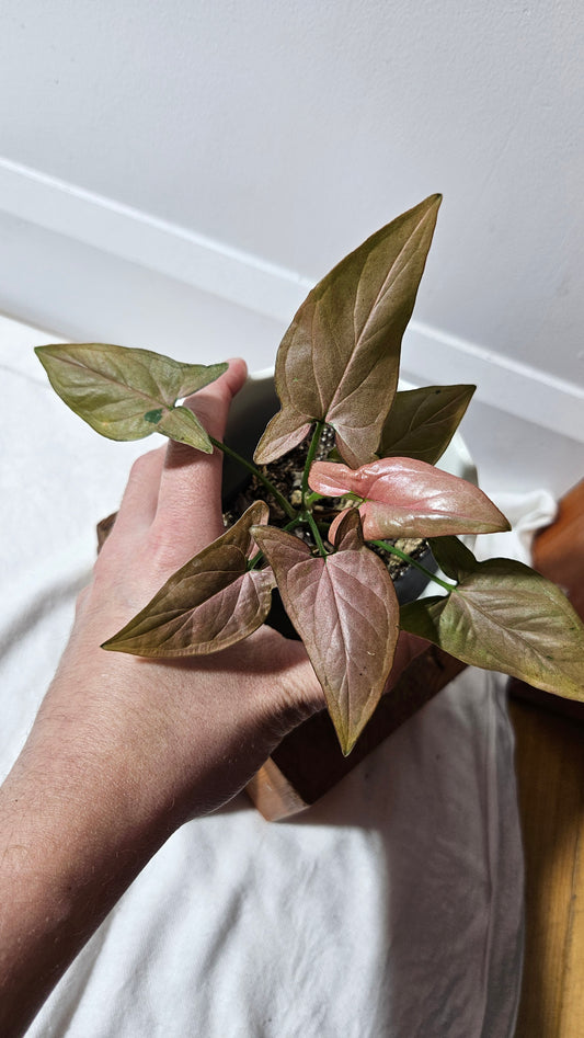 Syngonium Pink Emerald (SYN-438)