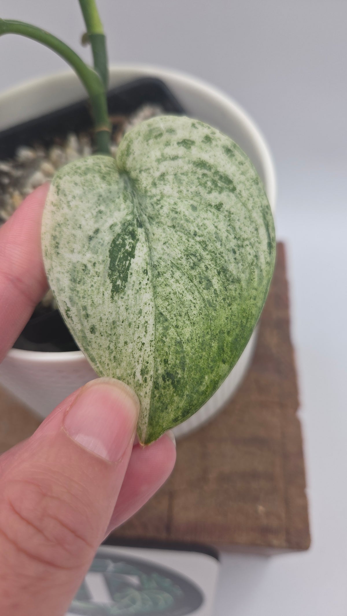 Scindapsus Jade Satin Marble (SCI-1518)
