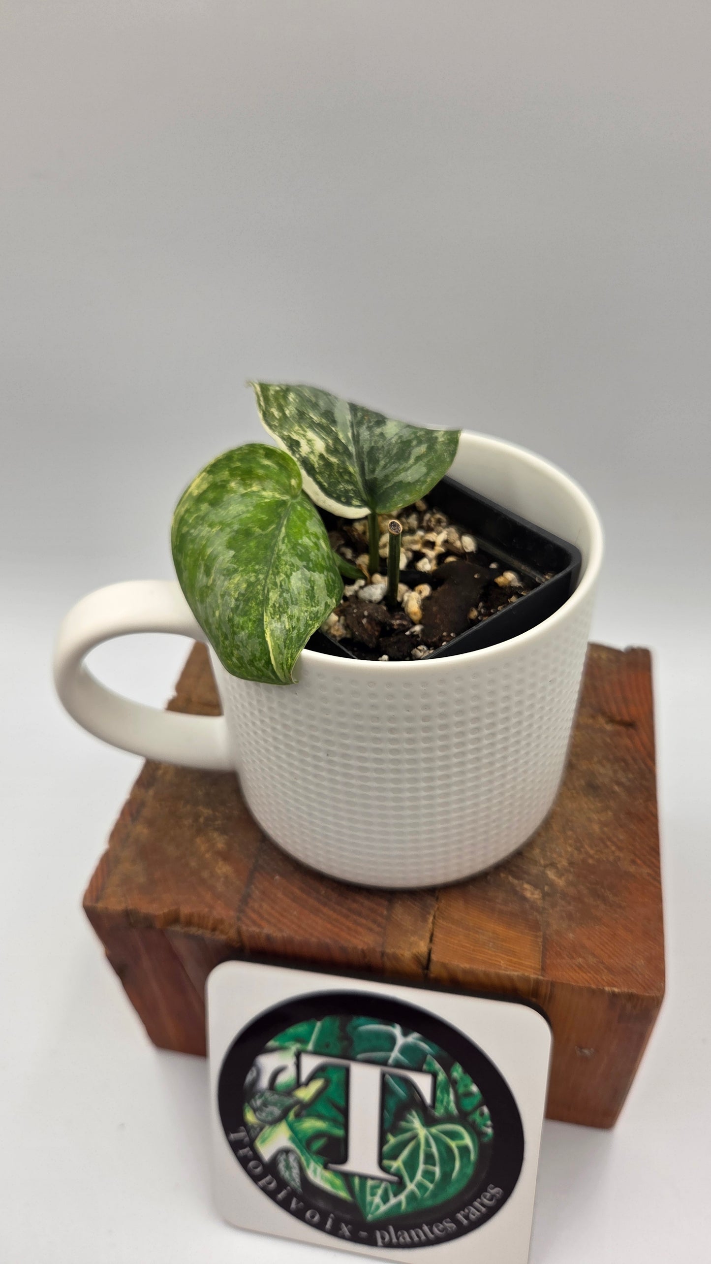 Scindapsus Exotica Salaka Variegata (SCI-1250)