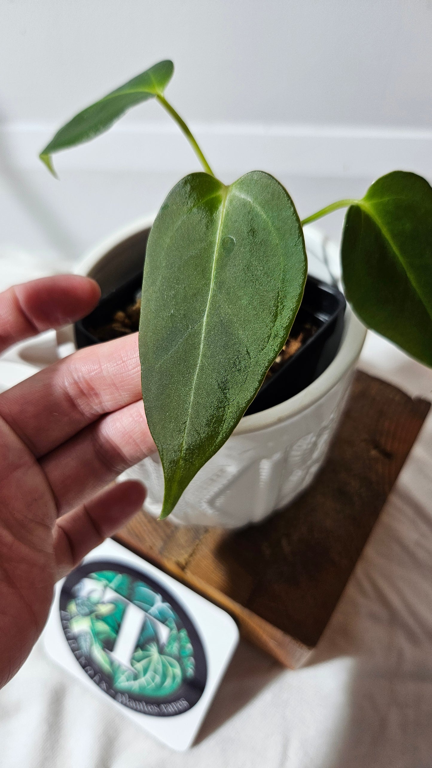 Anthurium Silver Blush X Subsignatum "format PETIT" (ANT-176)