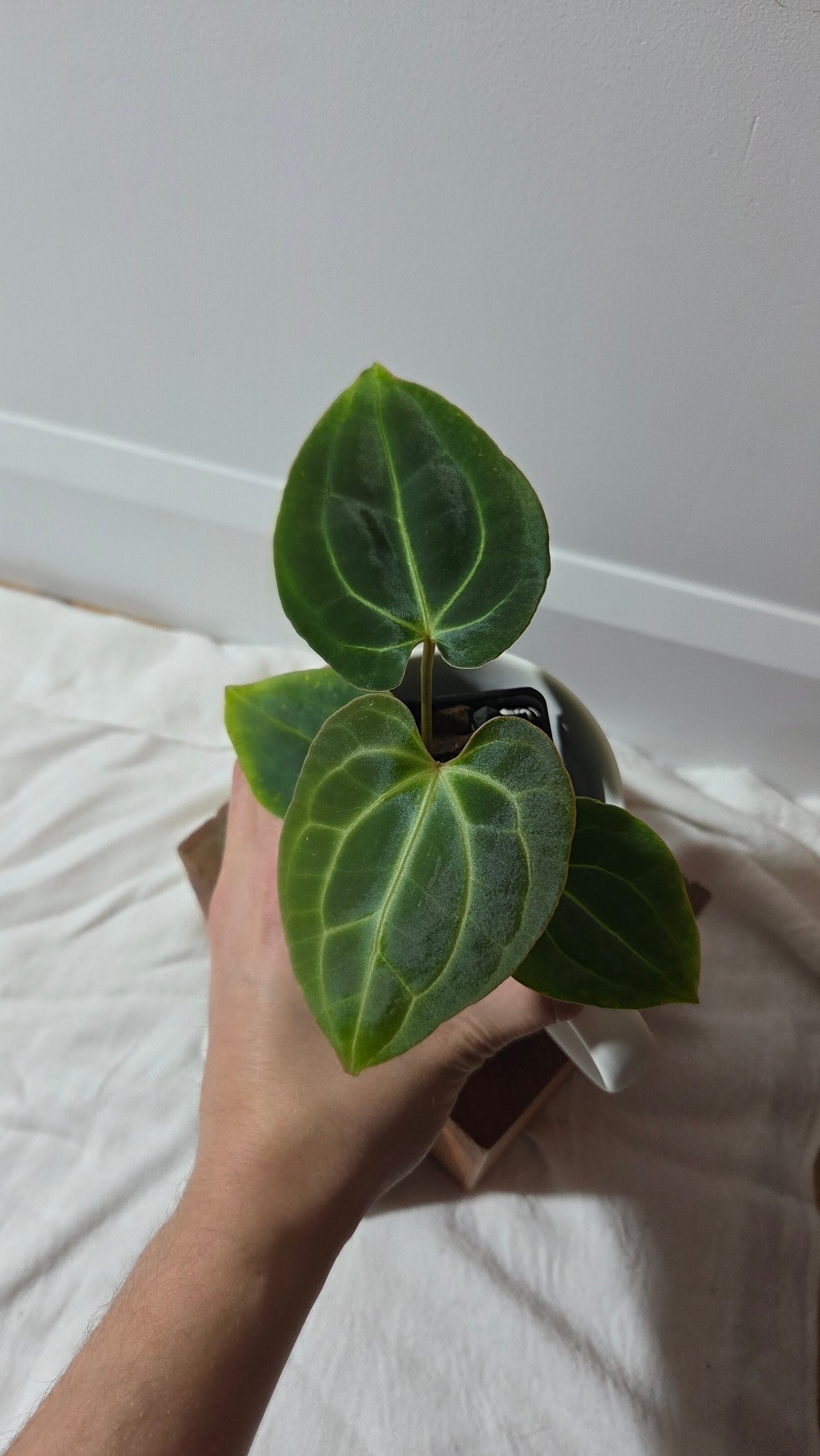 Anthurium Besseae Aff Dark "Format PETIT" (ANT-666)