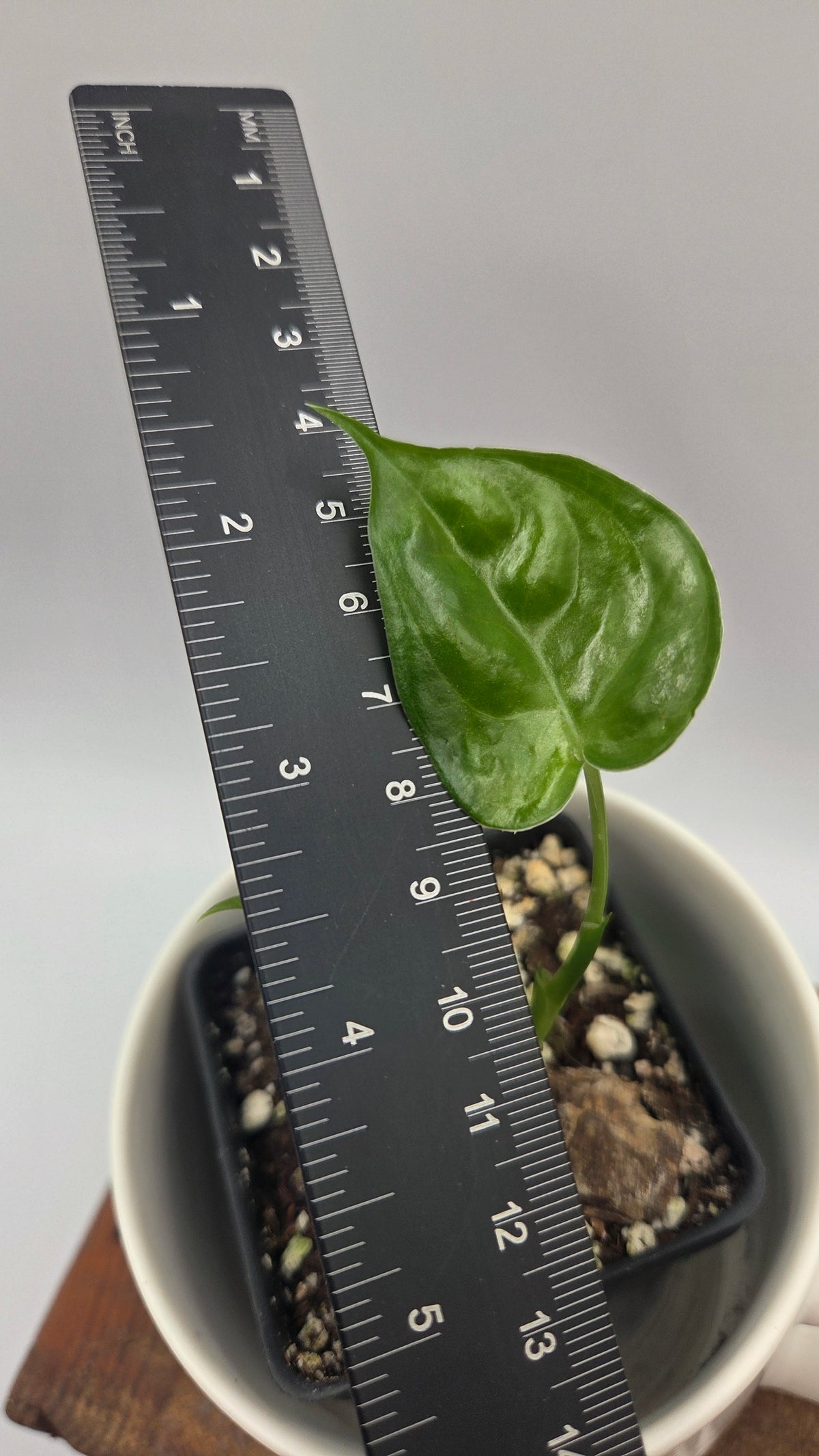 Scindapsus Lucens (SCI-1531)