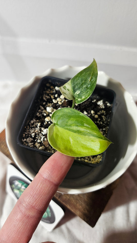 Scindapsus Silver Satin Tricolor (SCI-830)