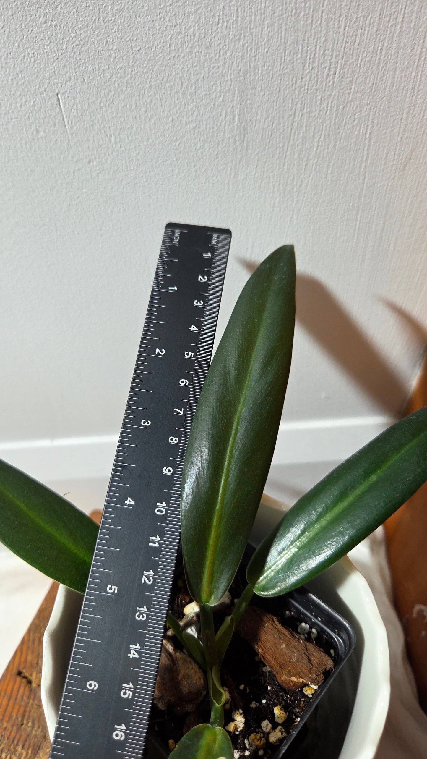 Philodendron Ruizii (PHI-411)