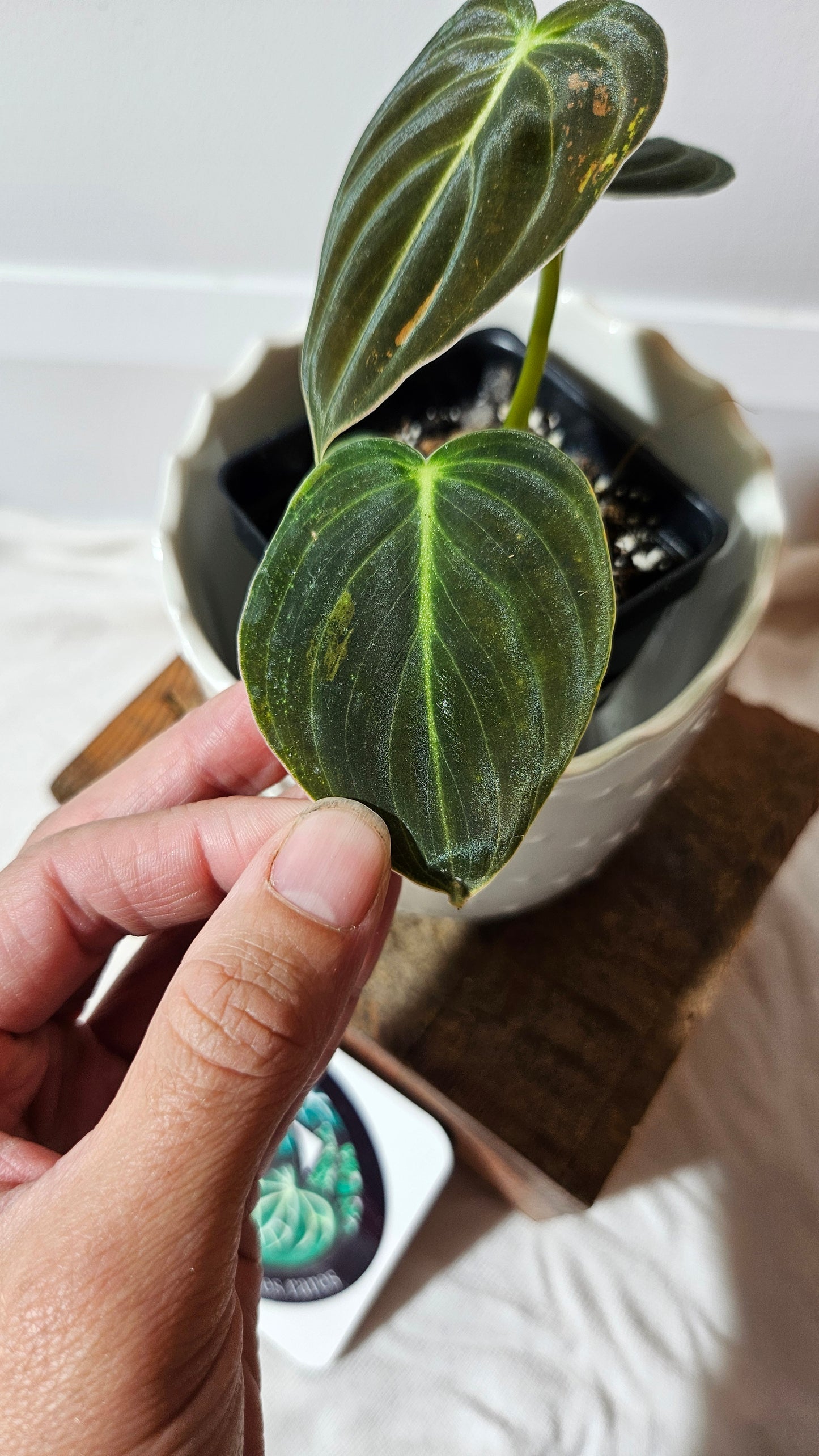 Philodendron Melanochrysum Variegata (PHI-552)