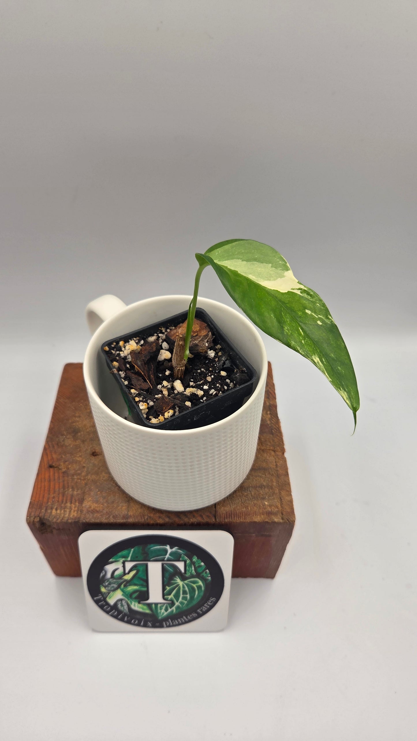Epipremnum pinnatum Albo (EPI-247)