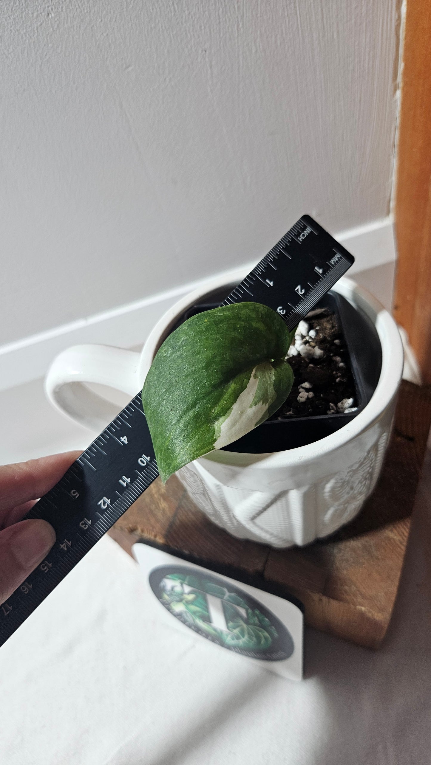 Scindapsus Silver Tattoo Variegata (SCI-1229)