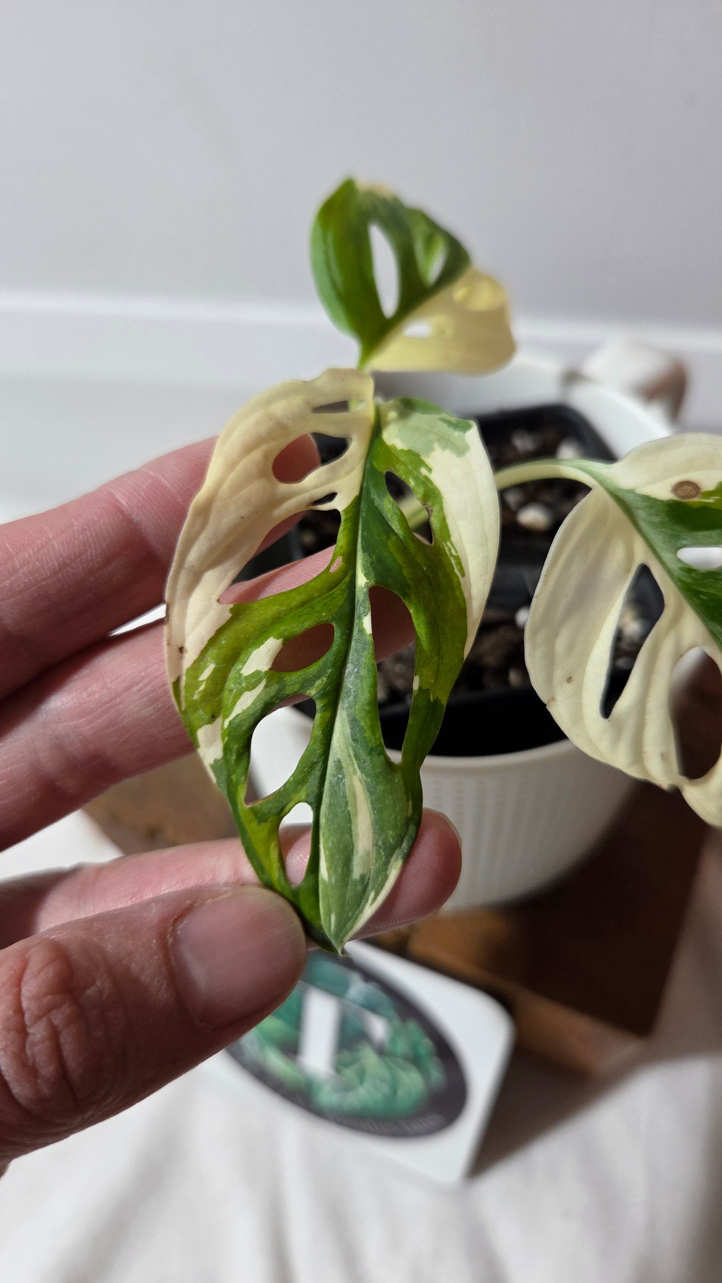 Monstera Andasonii Tricolore (MON-488)