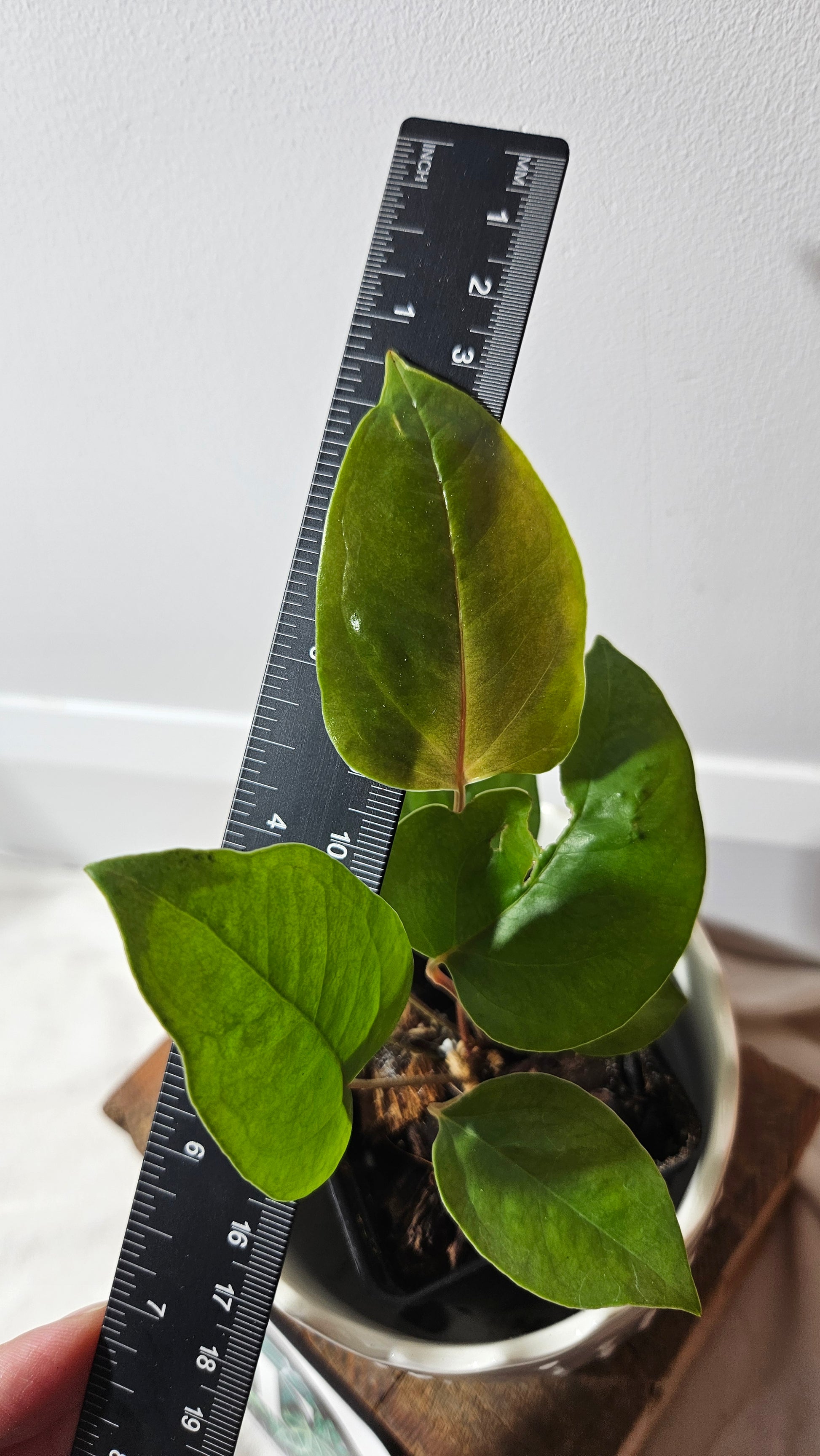 anthurium condor Anthurium Insigne Aff Condor "SMALL Size" (ANT-214) – Tropivoix