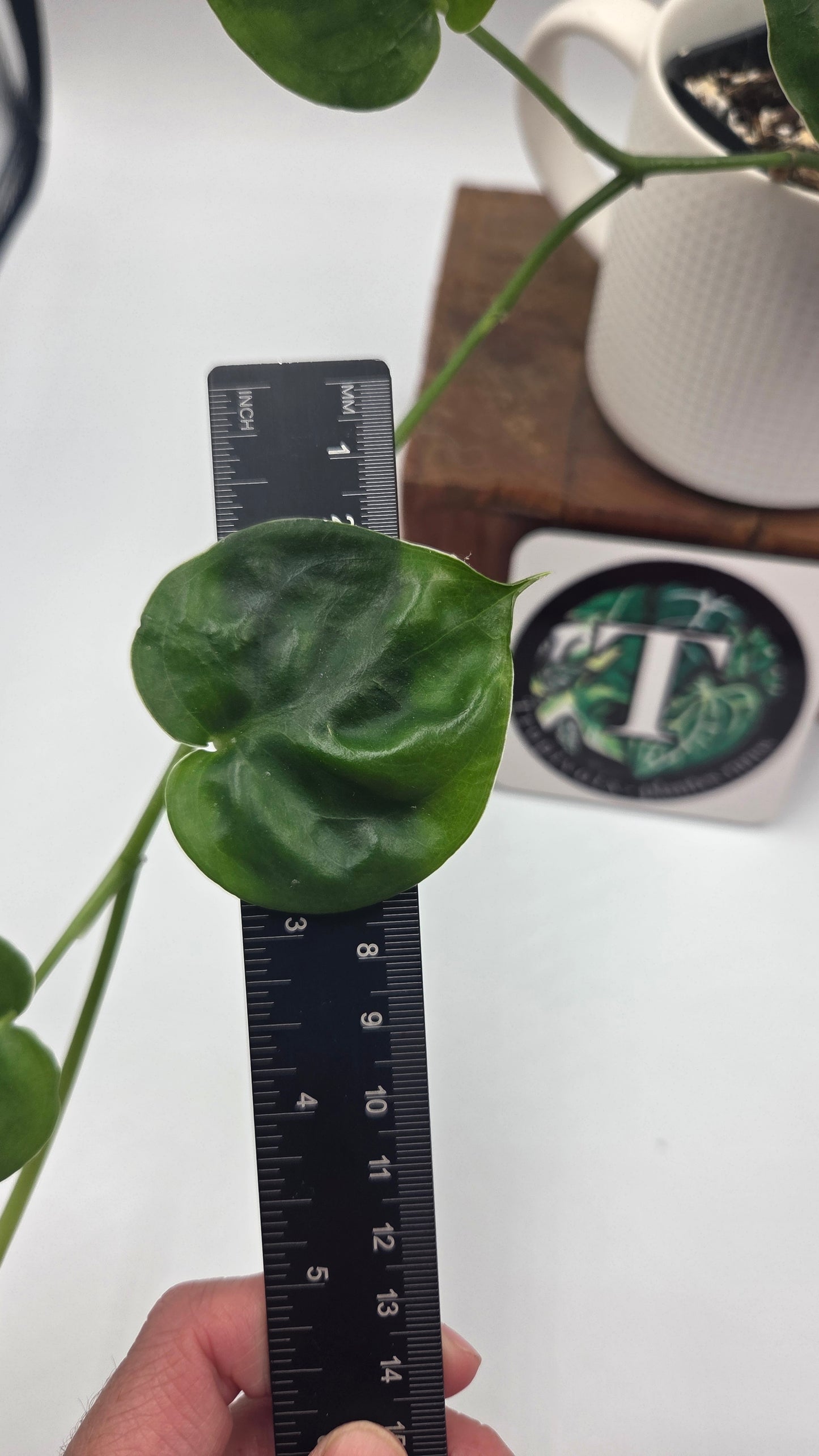 Scindapsus Lucens (SCI-1504)