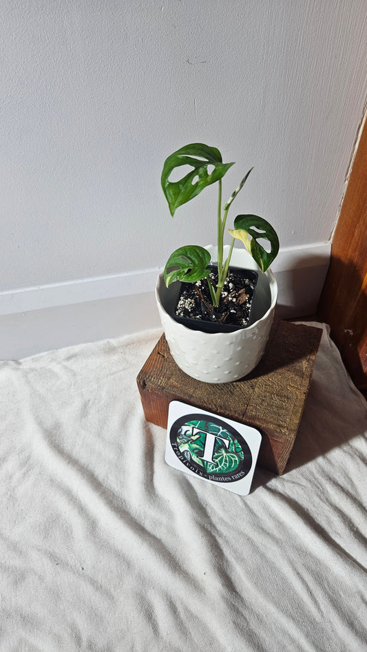Monstera Andasonii Albo (MON-404)