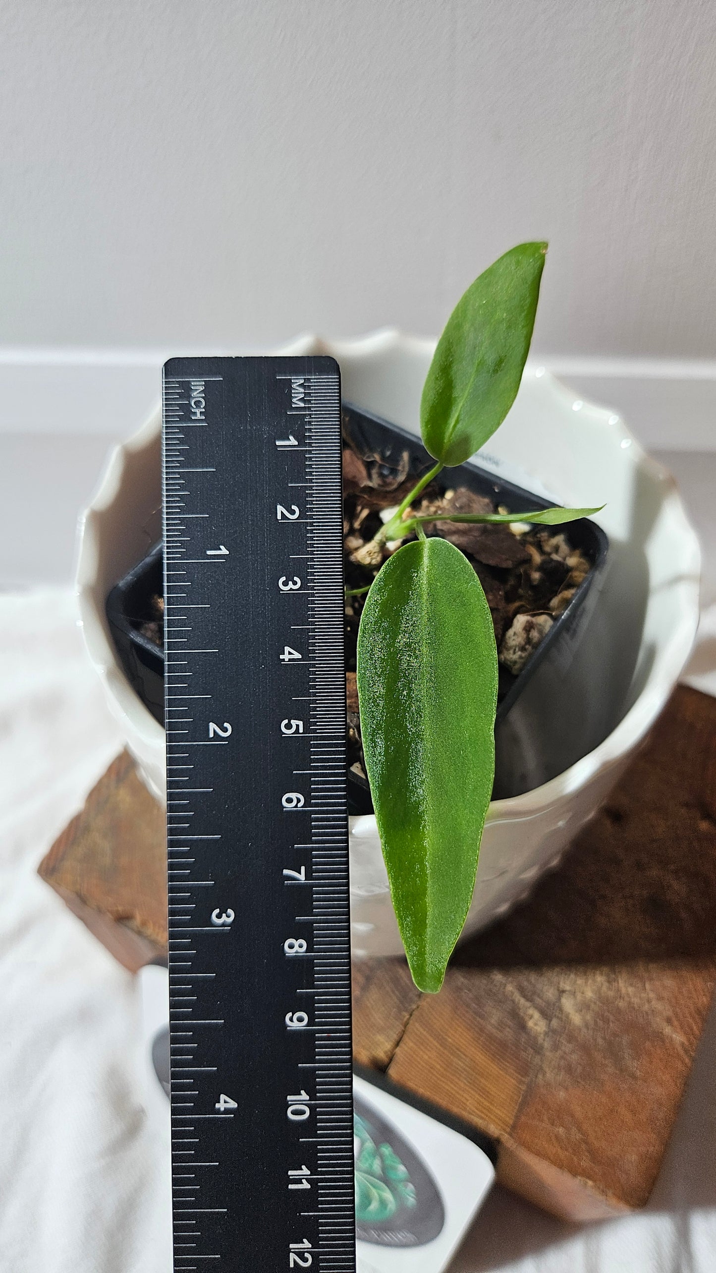 Anthurium Pallidiflorum Narrow "format SEEDLING"(ANT-584)