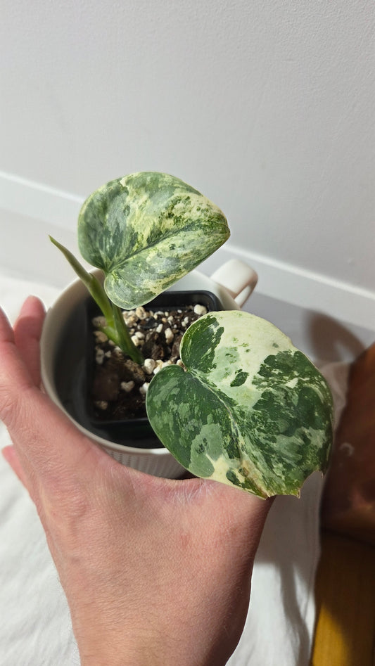 Scindapsus Bahorok  (SCI-1409)