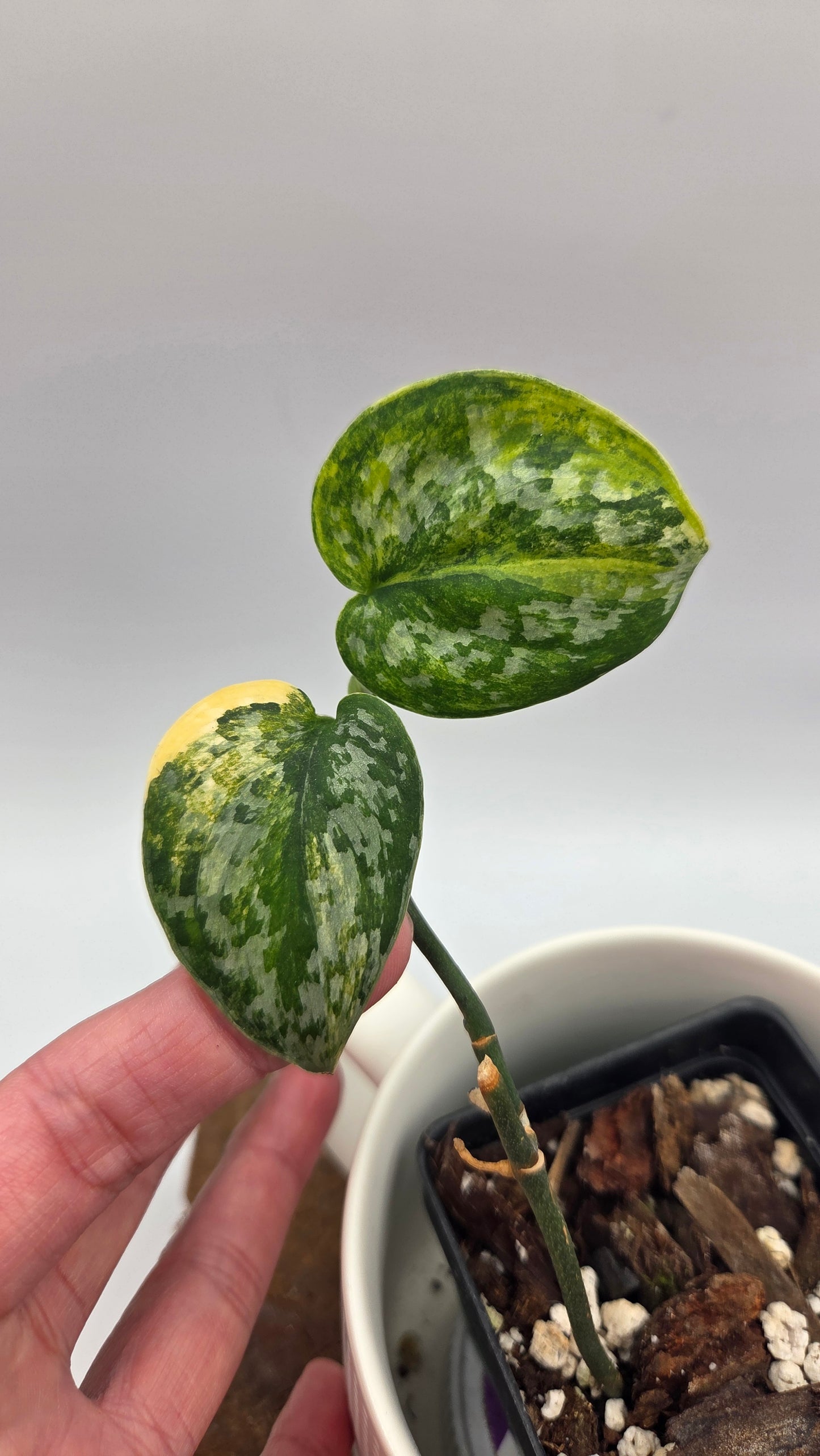 Scindapsus Geulis (SCI-1217)