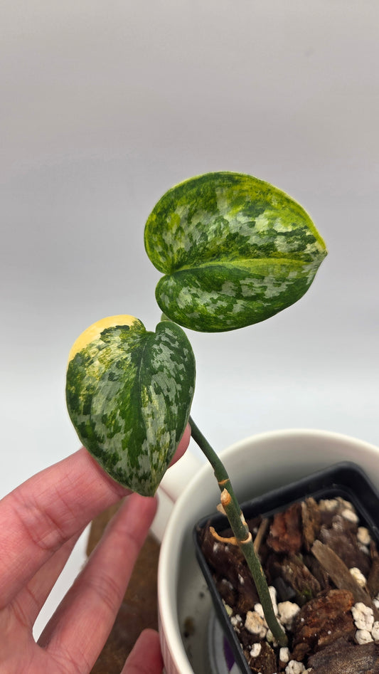 Scindapsus Geulis (SCI-1217)