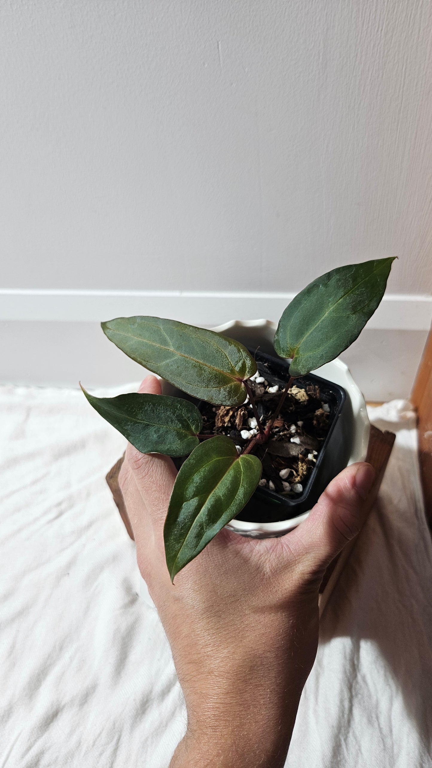 Anthurium Papillilaminum Red Stem  "format PETIT" (ANT-594)