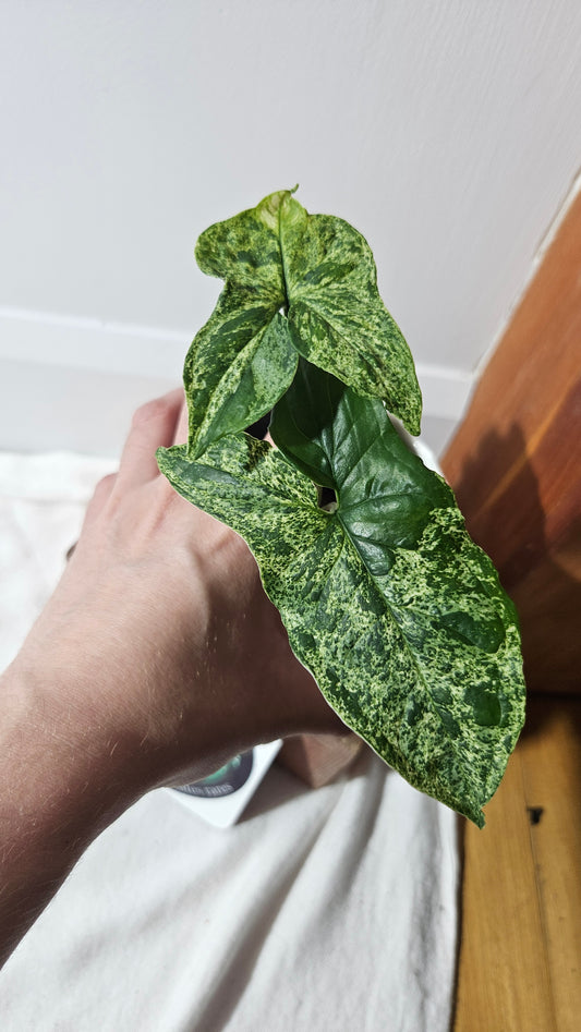 Syngonium Mojito (SYN-422)
