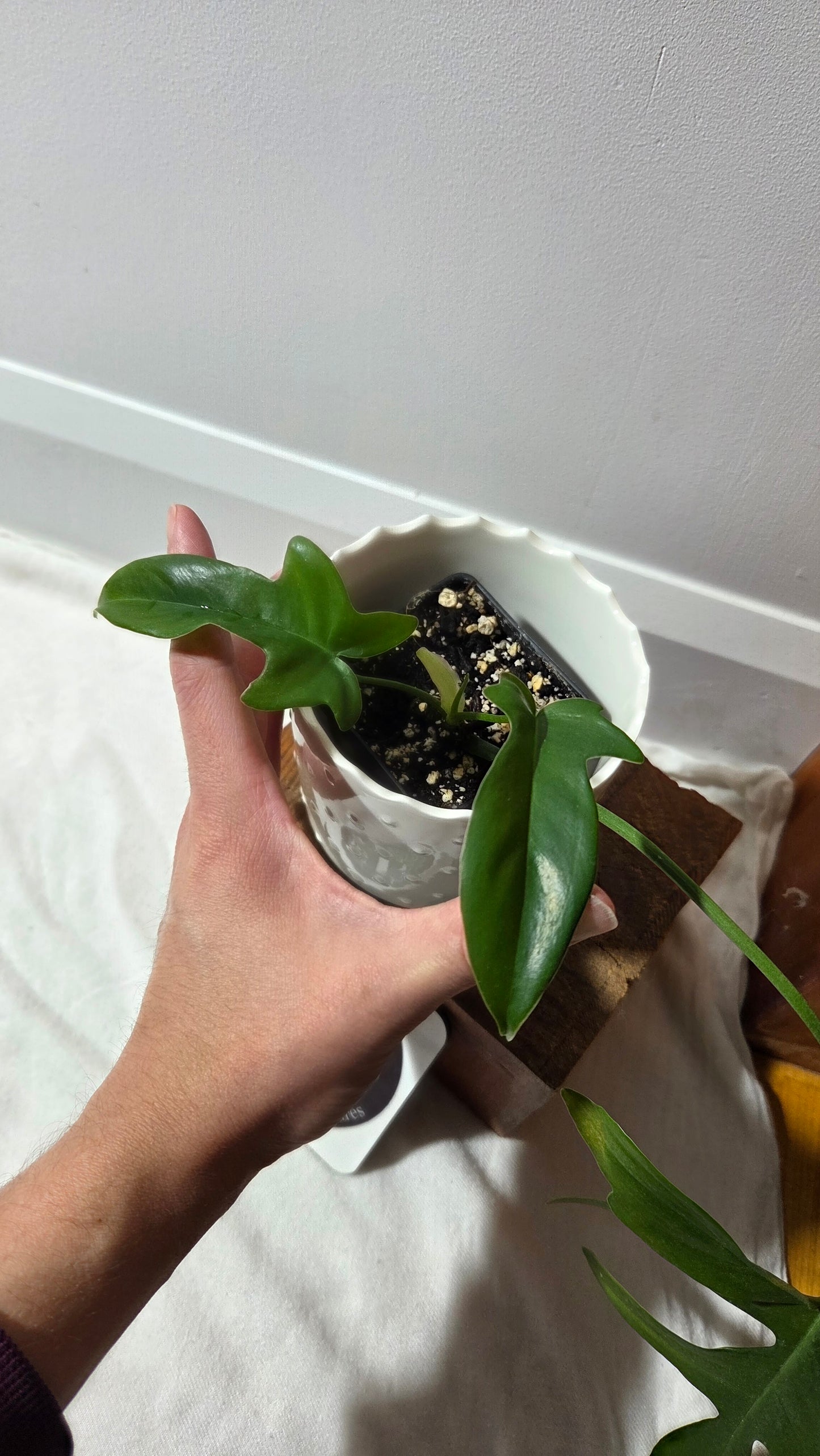 Philodendron Gladhands (PHI-958)