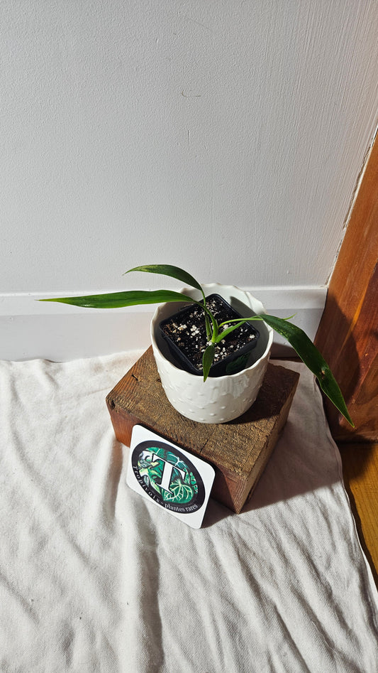 Philodendron Holtonianum (PHI-765)