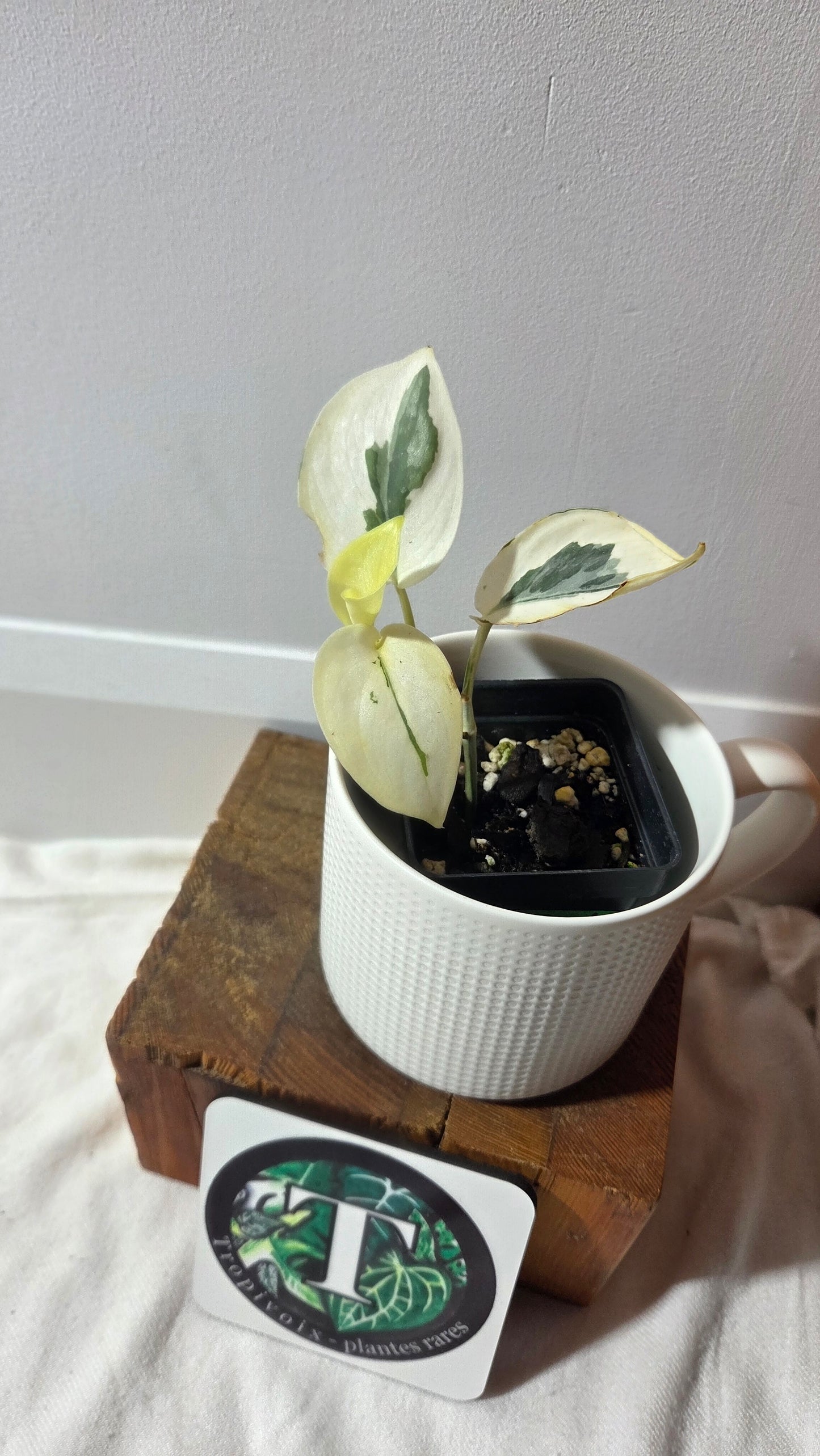 Scindapsus Simbara Mutation (SCI-1386)