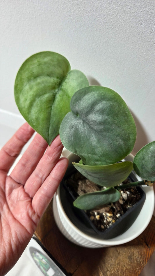 Scindapsus Silver Hero (SCI-1402)