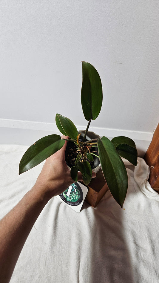 Philodendron Florida Bronze (PHI-434)
