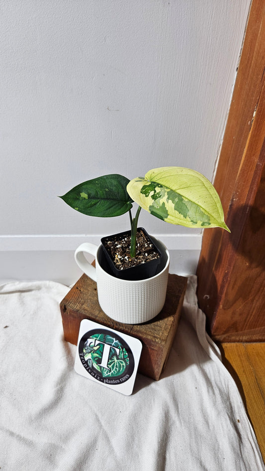 Syngonium Chiapense Albo (SYN-480)