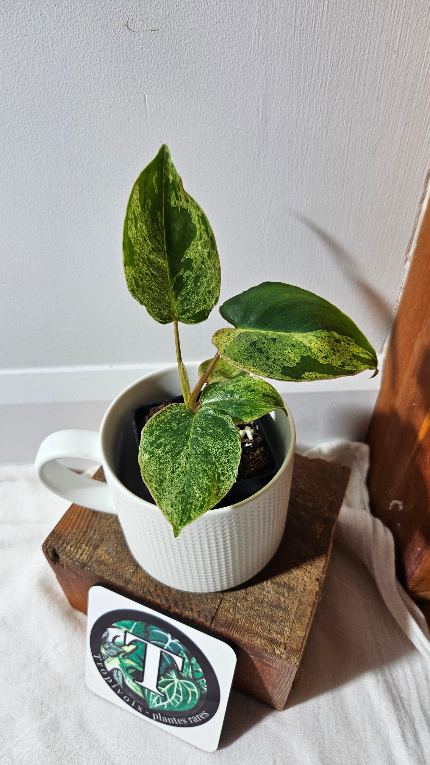 Philodendron BurleMarx Variegata  X Paraiso Verde (PHI-945)