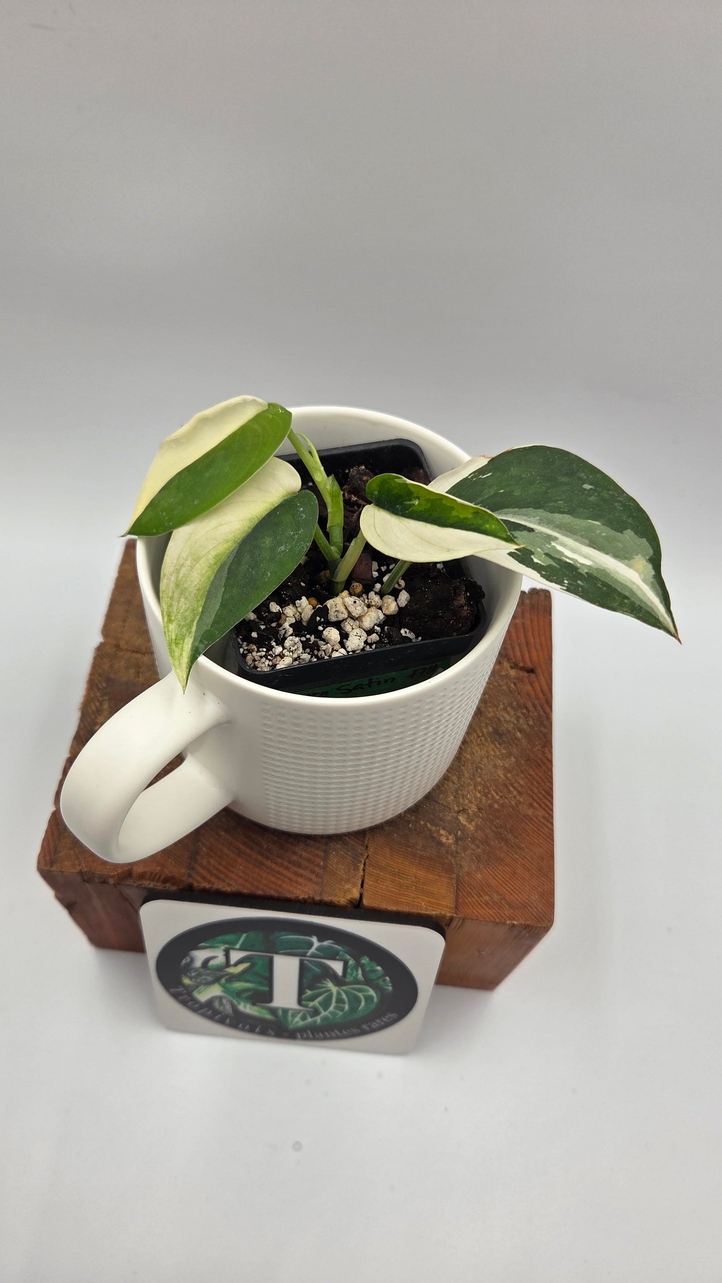 Scindapsus Silver Satin albo "Génétique Half&Half" (SCI-1245)