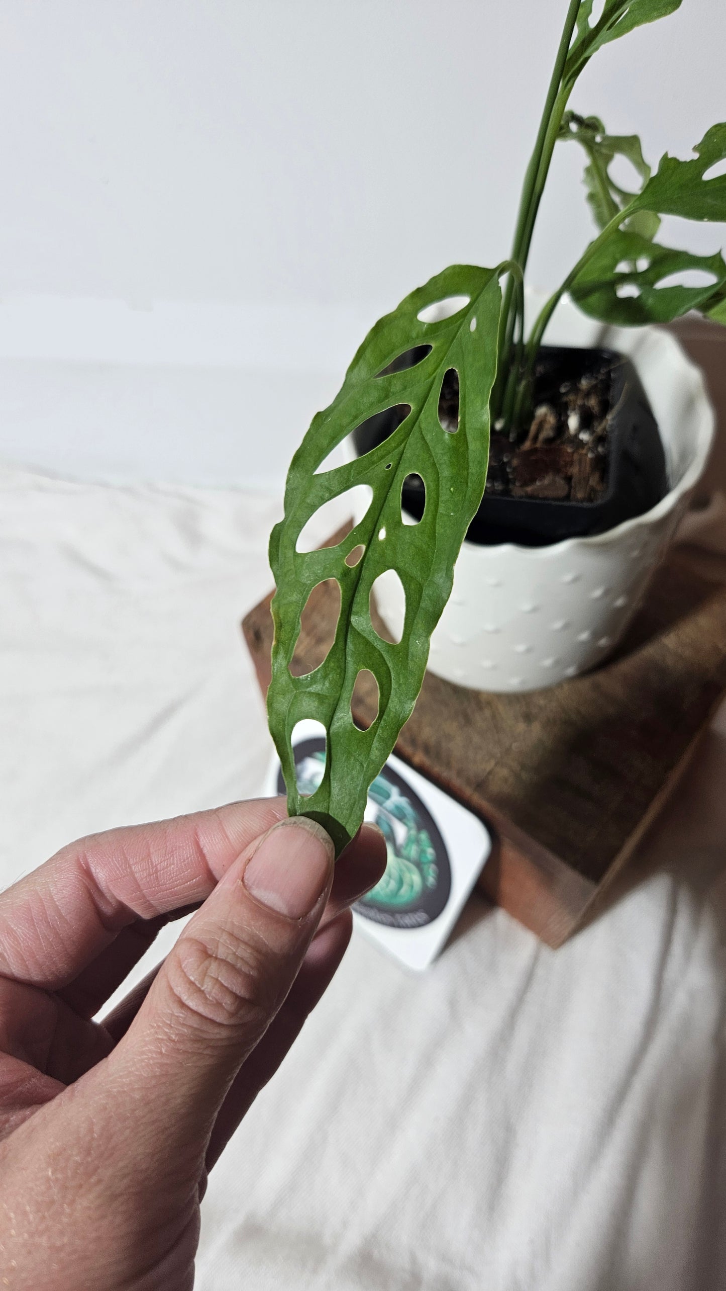 Monstera Obliqua Peru (MON-254)