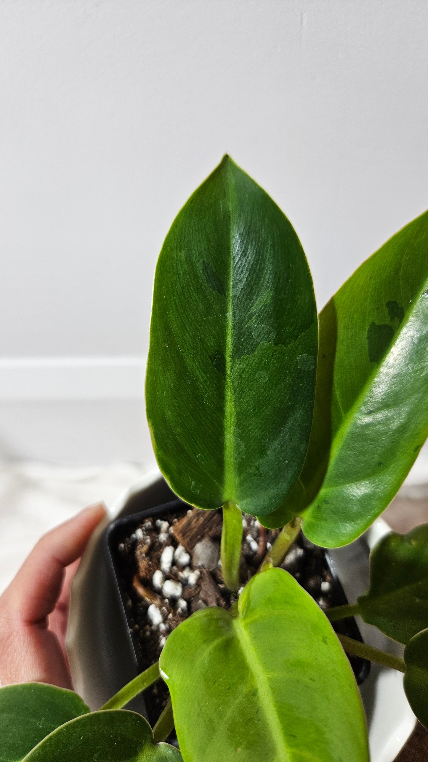 Philodendron Ruaysuap Variegata (PHI-576)