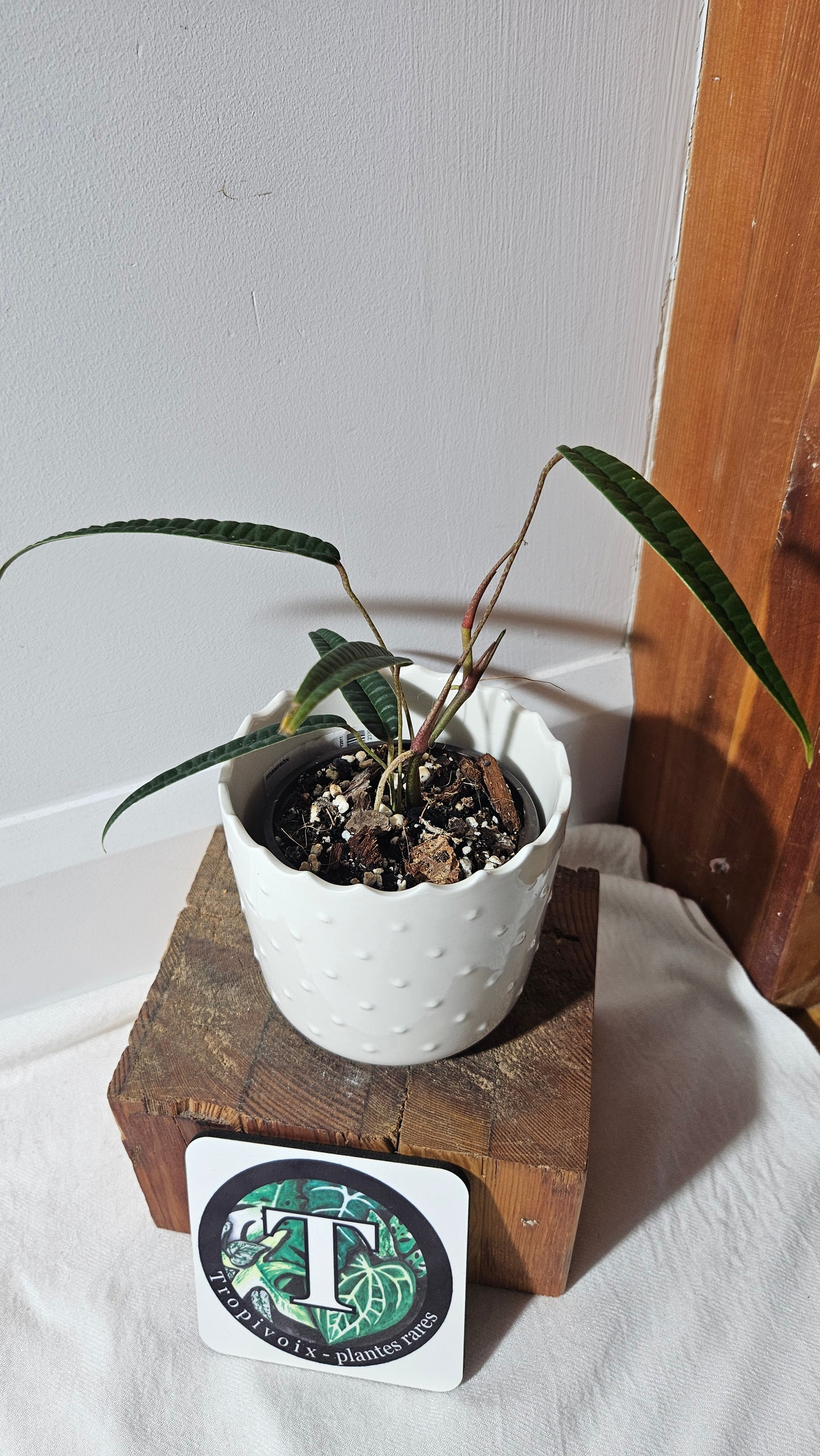 Anthurium Cutucuense "format MOYEN" (ANT-426)