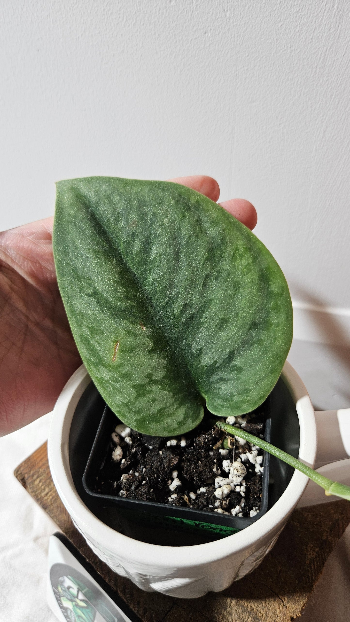 Scindapsus Venom (SCI-1301)