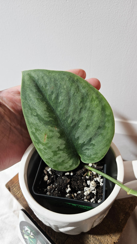 Scindapsus Venom (SCI-1301)