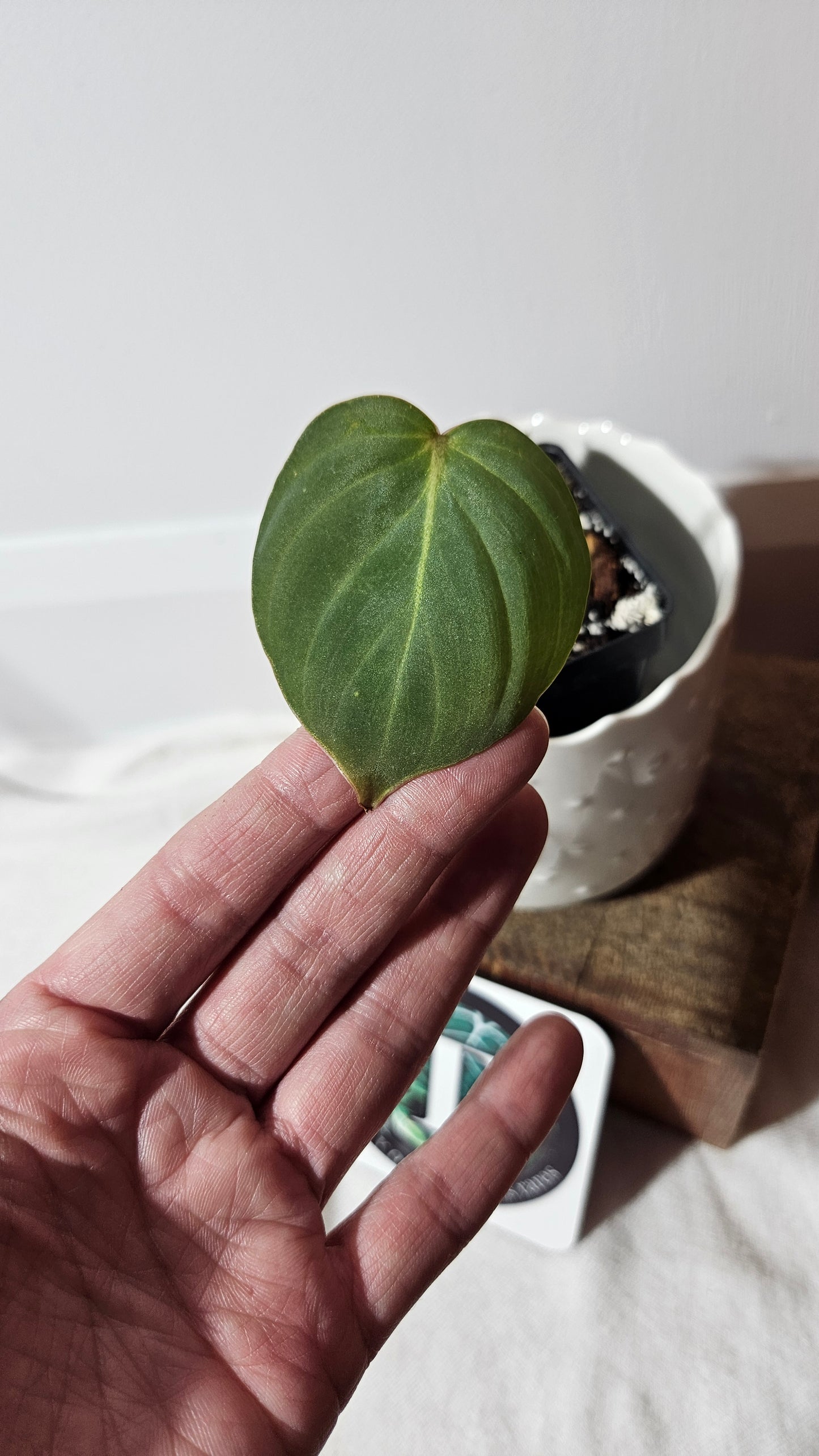Philodendron Gloriosum (PHI-752)