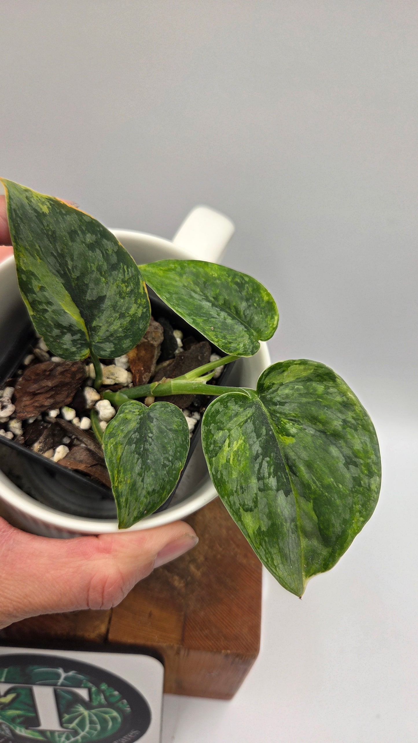 Scindapsus Tricolore Léopard Variegata(SCI-1462)