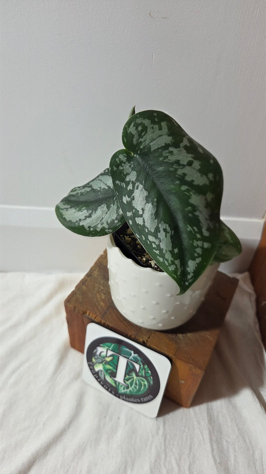 Scindapsus Exotica (SCI-1429)