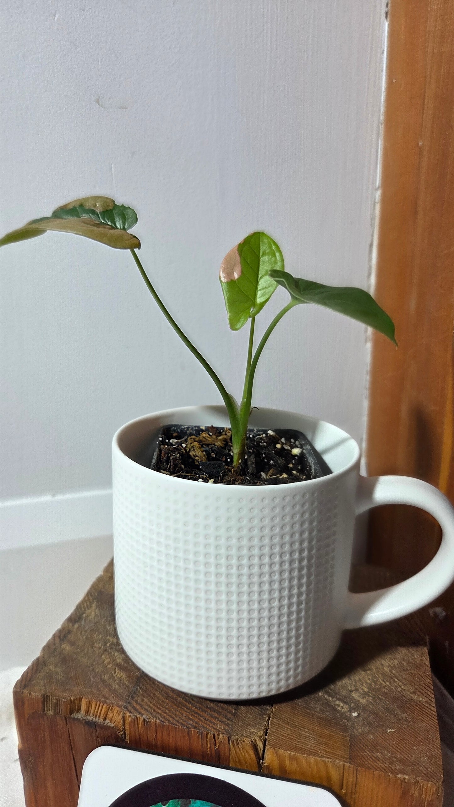 Syngonium Pink Lava (SYN-243)