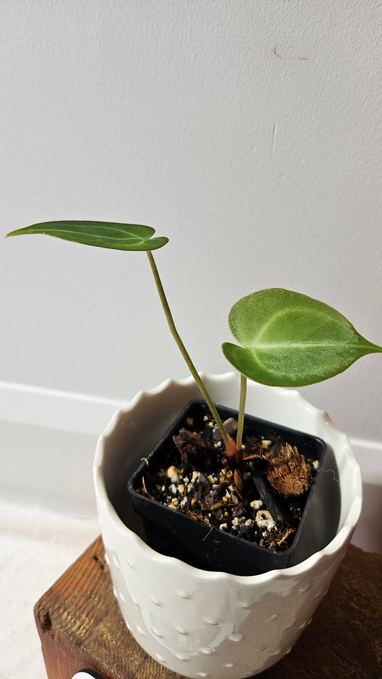 Anthurium  Clarinervium Hybrid "format PETIT" (ANT-547)
