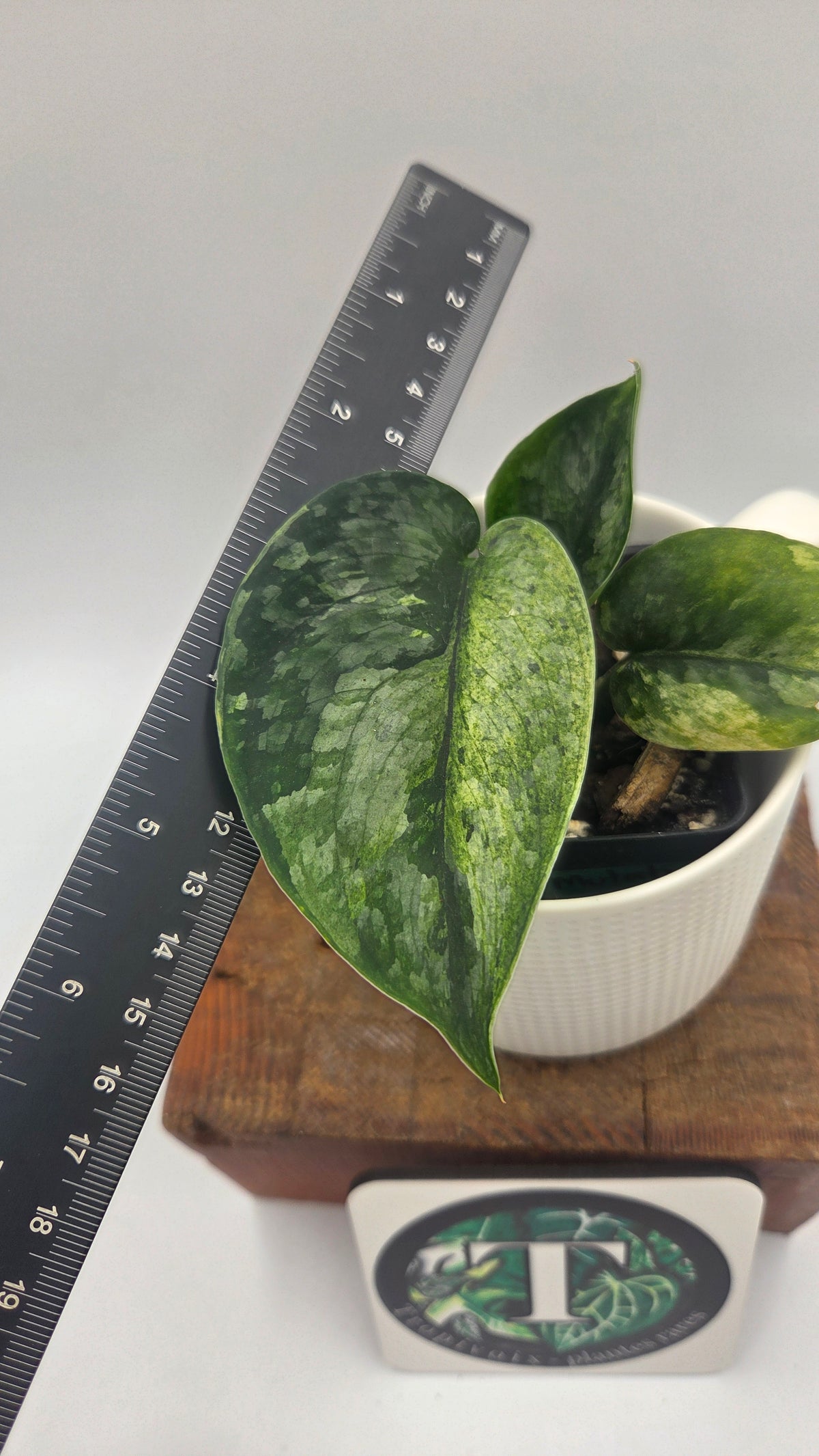 Scindapsus Silver Cloud mutation (SCI-999)